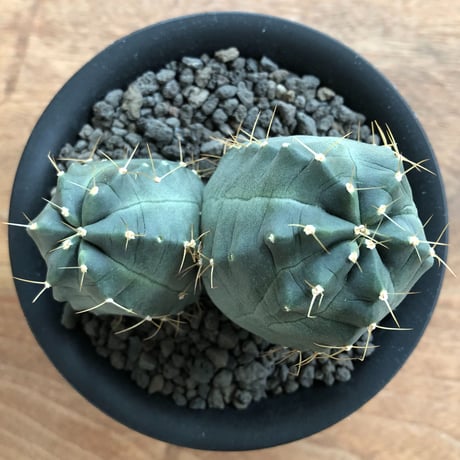 Echinocereus knippelianus