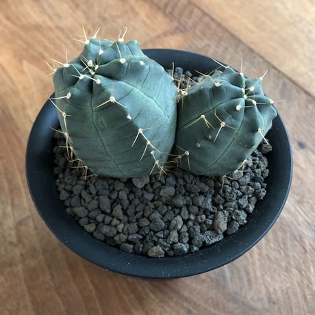 Echinocereus knippelianus