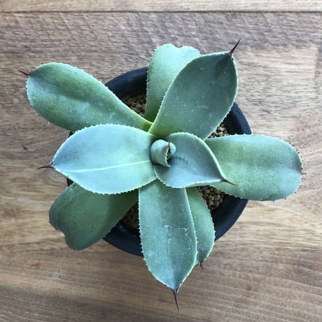 Agave Parryi