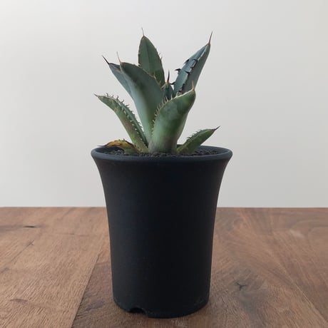 Agave Titanota Black Spin