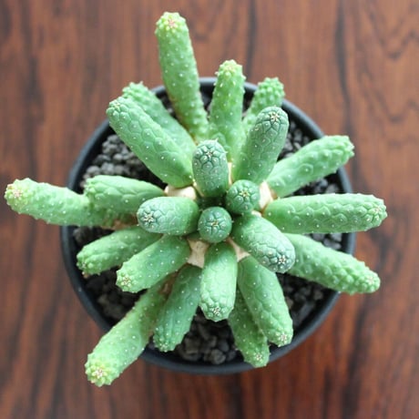 Euphorbia Inermis