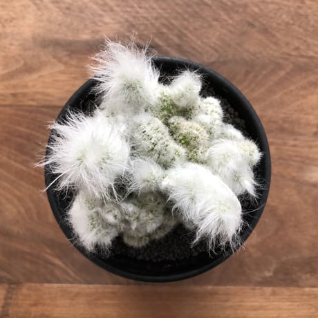 Espostoa ritterii