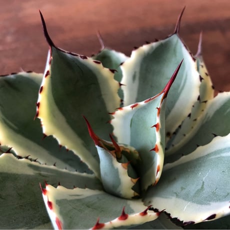 Agave potatorum  kishoukan