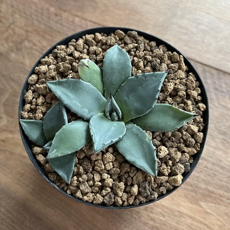 Agave MERIKO