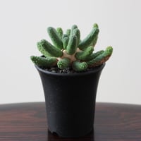 Euphorbia Inermis
