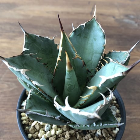 Agave titanota