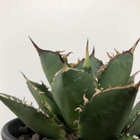 Agave Titnota