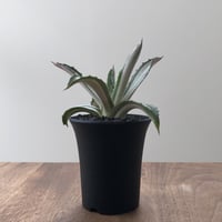 Agave Americana