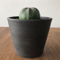 Euphorbia Obesa
