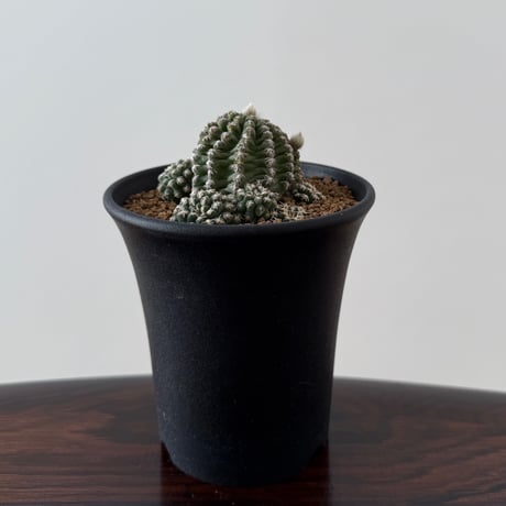 Pygmaeocereus Bieblii