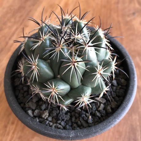 Coryphantha   cornifera