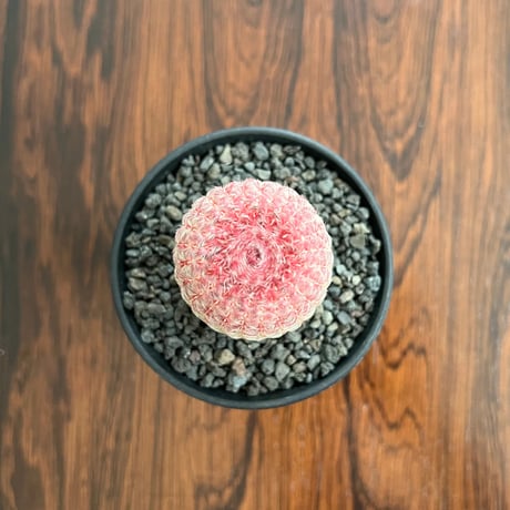 Echinocereus Rigidissimus