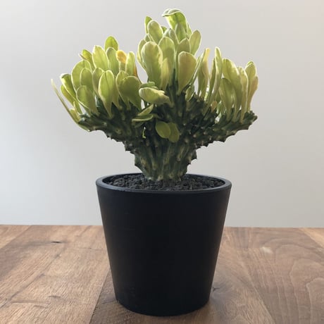 Euphorbia Neriifolia f varieg crist