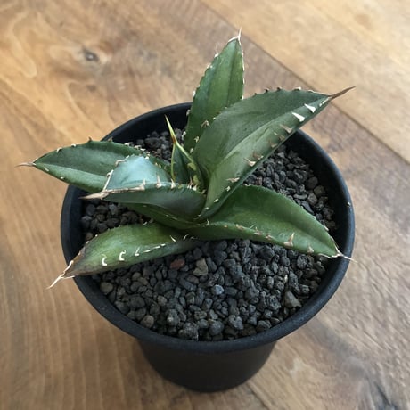 Agave Titanota Fo-076
