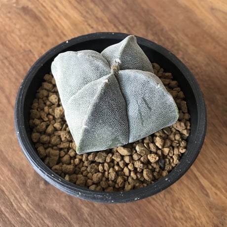 Astrophytum myriostigma