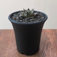Obregonia Denegrii