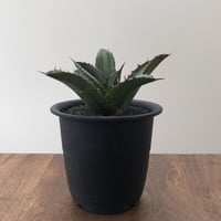 Agave Titnota