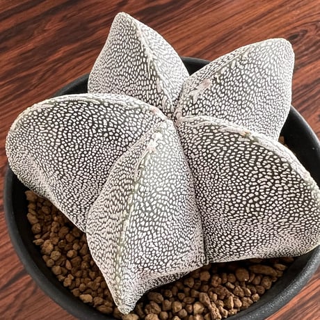 Astrophytum Myriostigma