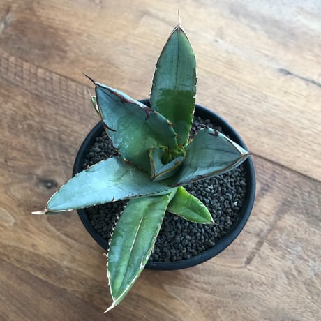Agave Titanota Black Spin