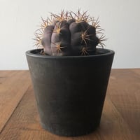 Gymnocalycium pflanzii v. albipurpa