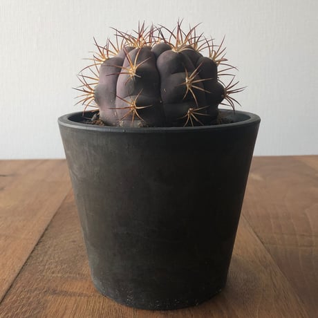 Gymnocalycium pflanzii v. albipurpa
