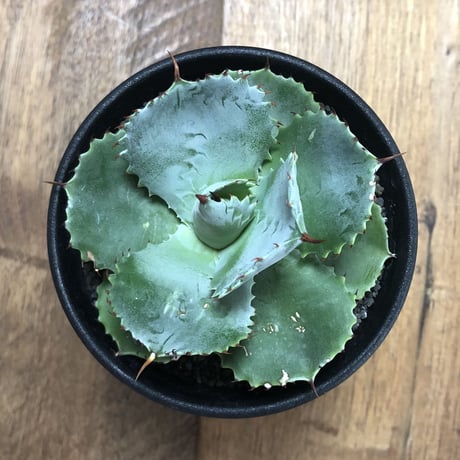Agave Isthmensis