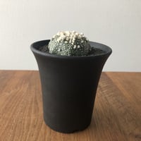 Astrophytum asterias 'Hanazonokabuto'