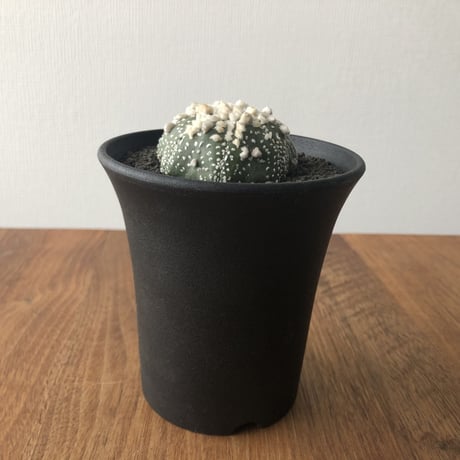Astrophytum asterias 'Hanazonokabuto'
