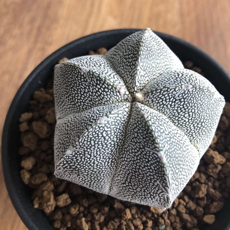 Astrophytum myriostigma