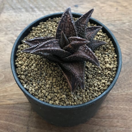 Haworthia Onigawara