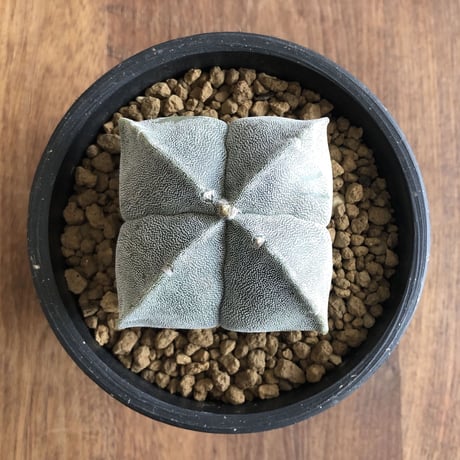 Astrophytum myriostigma