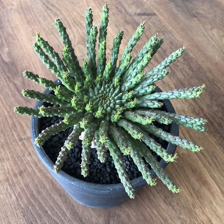 Euphorbia flanaganii