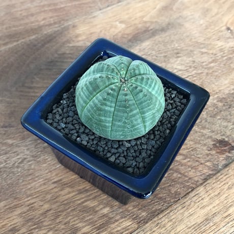 Euphorbia symmetrica