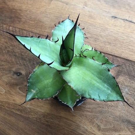 Agave   Titanota  Azul