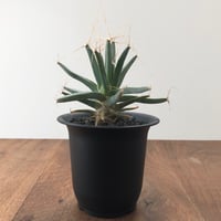 Leuchtenbergia Principis