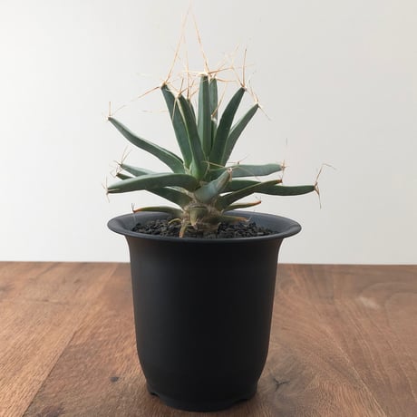 Leuchtenbergia Principis