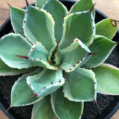Agave Potatorum Kishokan