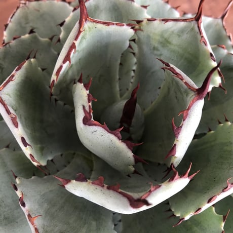 Agave potatorum 'Kissho Kan'