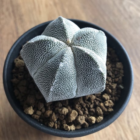 Astrophytum myriostigma
