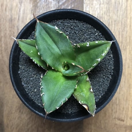 Agave Titanota