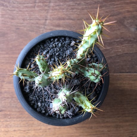 Euphorbia aeruginosa