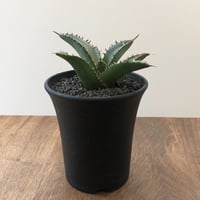 Agave Titanota Fo-076