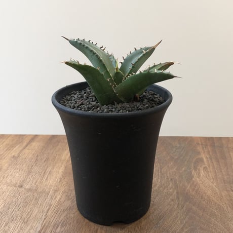 Agave Titanota Fo-076