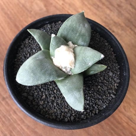 Ariocarpus furfuraceus
