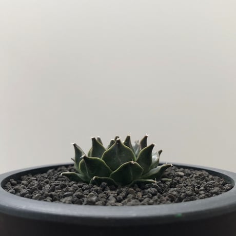 Obregonia denegrii