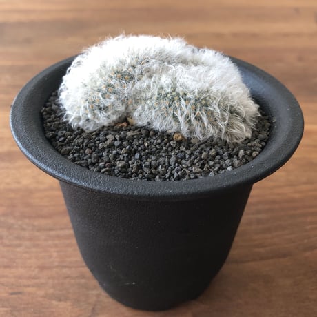 Mammillaria bocasana v. sericata
