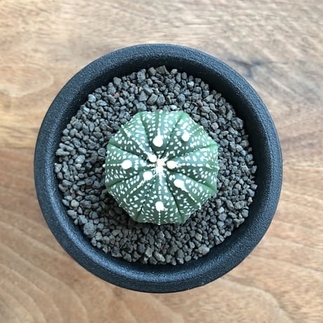 Astrophytum Asterias