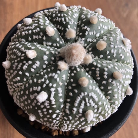 Astrophytum asterias
