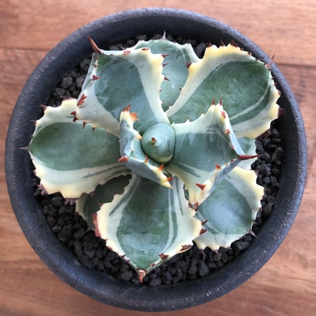 Agave Isthmensis Ohi Kabutogani