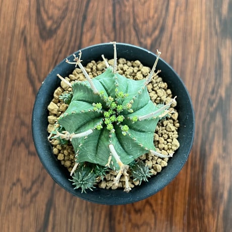 Euphorbia Valida